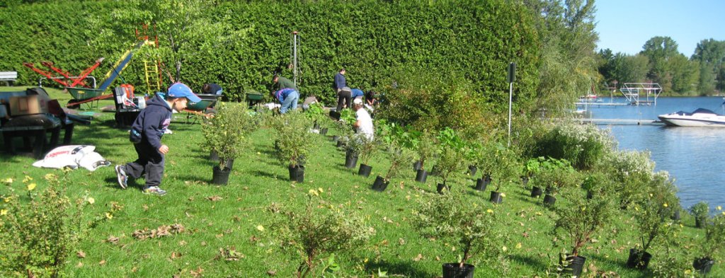 Bande riveraine, plants distribution