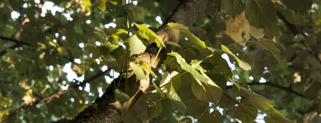 Feuille, branche, arbre, hydro