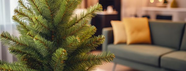 Actualité - Comment vous départir de votre sapin de Noël?