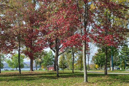 Communiqué - La Ville de Magog lance un recensement des arbres remarquables pour mettre en valeur son patrimoine arboricole - 2024-10-16