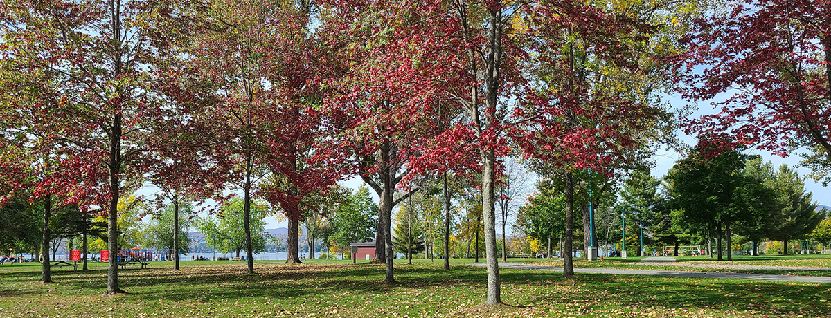 Communiqué - La Ville de Magog lance un recensement des arbres remarquables pour mettre en valeur son patrimoine arboricole - 2024-10-16